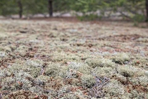 Moss-Covered Forest Floor Foto stock