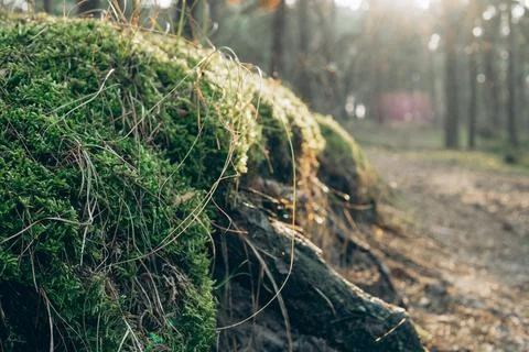Moss Covered Forest Floor Stock Photos