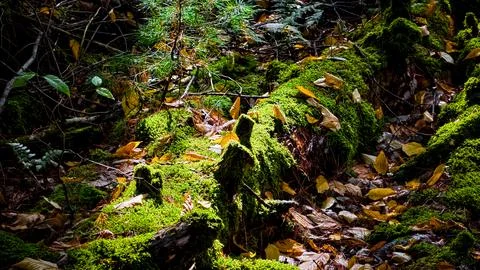Moss-covered forest floor teeming with life during a tranquil autumn afternoon Stock Photos