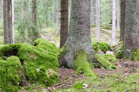 Moss covered forest ground Stock Photos