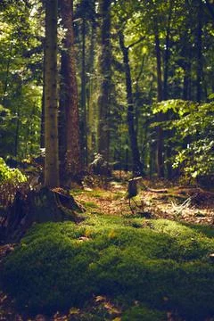 Moss covered forest ground Stock Photos