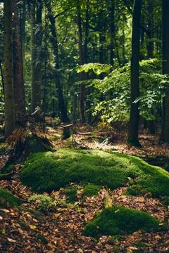 Moss covered forest ground Stock Photos