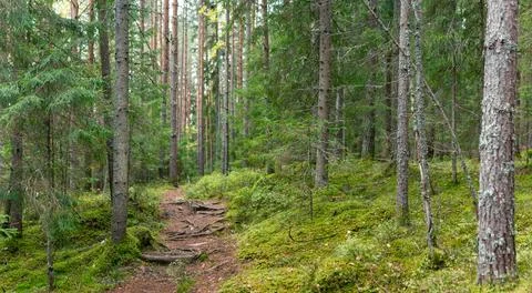 Moss-Covered Forest Path Between Tall Pine Trees Leading Through Tranquil F.. Stock Photos