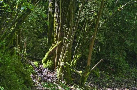 Moss-Covered Forest Scene Stock Photos
