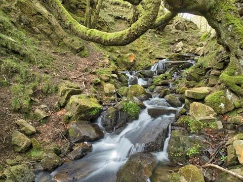 Moss-covered forest stream long exposure - Lush green, mossy woodland with .. Stock Photos