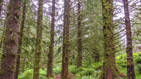 Moss-covered forest of tall trees likely from the redwood family along Clatsop L Stock Footage 309328145