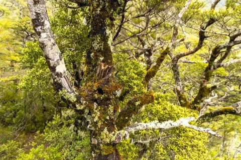 Moss Covered Forest Tree Trunk Branches Foto stock