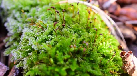 Moss covered with frost Stock Footage 68838700