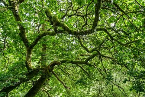 Moss covered gnarled old tree in the Wood of Cree, Galloway National Forest Stock Photos