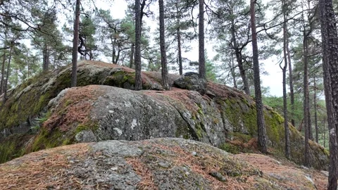 Moss-Covered Granite Boulder on Pine Forest Floor in Sweden Видео 347681917