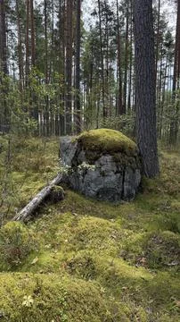 A moss-covered grey boulder rests in a dense pine forest, with a small fallen Stockfoto's