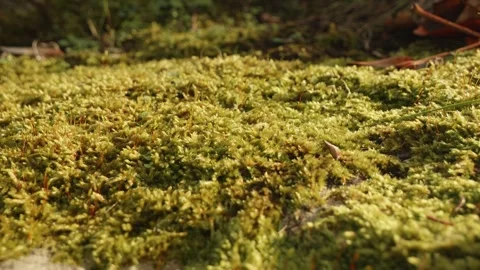 Moss covered ground close up sliding camera move stock footage Vídeo Stock 323075057
