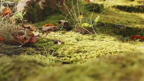 Moss covered ground close up sliding camera move stock footage Stock-Footage 323075220