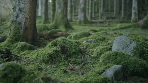 Moss covered ground Stock Footage 203904068