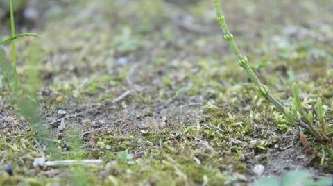Moss covered the ground, the landscape Stock Photos