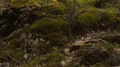 Moss-Covered Ground in Natural Setting. Stock Footage 270522242