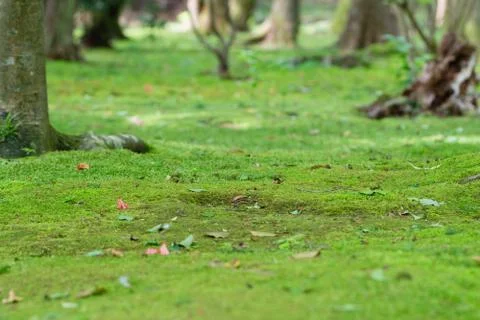Moss Covered Ground Stock Photos