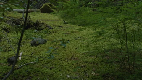 Moss covered ground with plants in foreground - shallow focus - Oregon Stock Footage 232419990