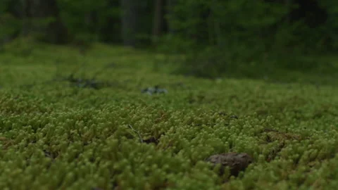 Moss covered ground - shallow focus - Mt Hood National Forest in Oregon Stock Footage 232419648