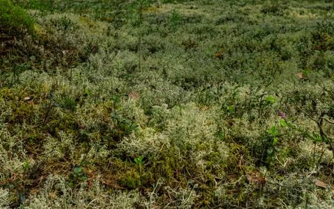 Moss covered ground in soft tree forest Stock Photos