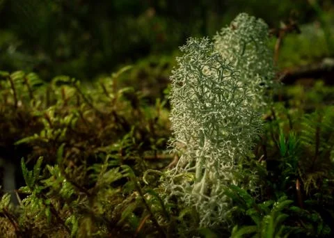 Moss covered ground in soft tree forest Stock Photos