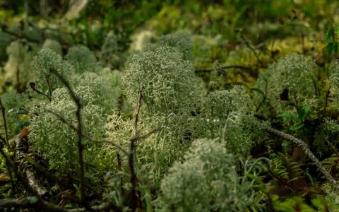 Moss covered ground in soft tree forest Stock Photos