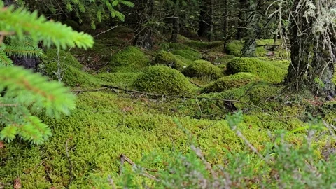 Moss covered hills and old trees in a dense Norwegian forest Stock-Footage 344980987