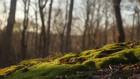 A moss covered hillside with trees in the background Stock Footage 236852552