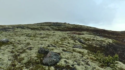 Moss-covered hillside,  wet sleet falls. Stock Footage 76102257
