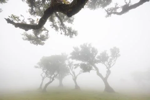 Moss-covered laurel trees in the mist of low clouds. Mystical Fanal forest .. Stock Photos