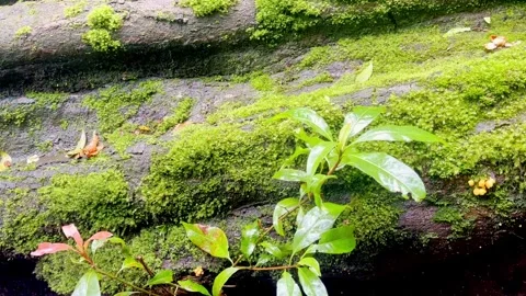 Moss covered log beside green forest plants Stock Footage 335430606