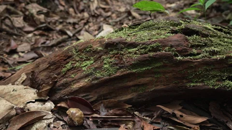 Moss-Covered Log in Dense Amazonian Forest Floor Stock Footage 334173246