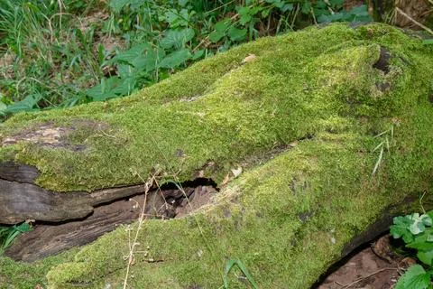 Moss-covered log in dense forest Stock Photos