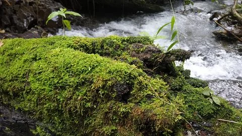 Moss-Covered Log by a Flowing Stream in a Forest Stock Photos