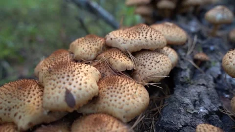 Moss covered log on forest floor Fungus, mushrooms Stock Footage 209161386