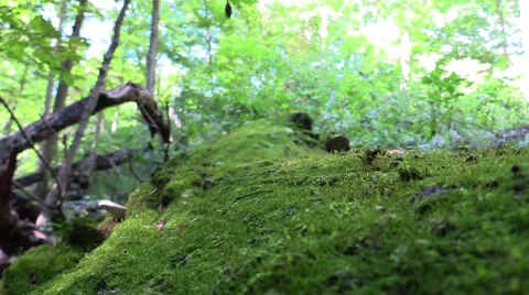 Moss covered log in forest pan Stock Footage 68278778