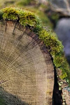 Moss-Covered Log in Forest 写真素材