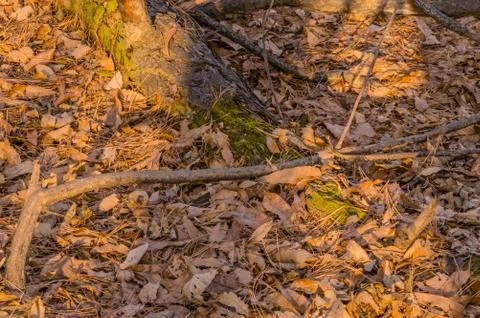 Moss covered log Stock Photos