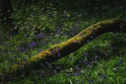 Moss-covered log rests on forest floor. Numerous bluebell flowers Stock Photos