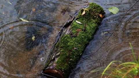 Moss covered log rests in shallow water during rainfall, surface of water shows 스톡 동영상 325296632