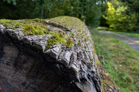 A moss covered log is shown in a forest setting Stock Photos