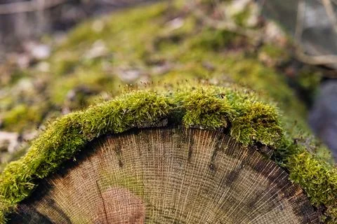 Moss-Covered Log with Tree Rings 写真素材