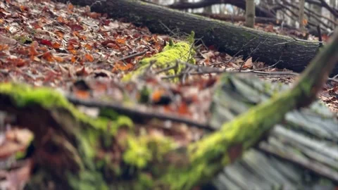 Moss Covered Log in the Woods Stock Footage 276741116