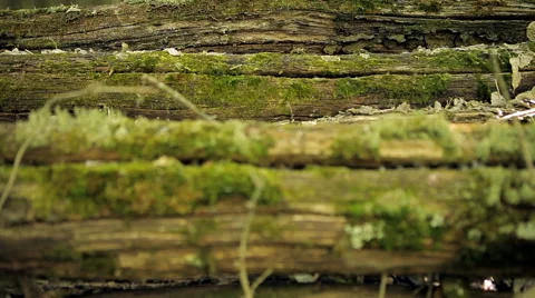 Moss-covered logs Stock Footage 50393536