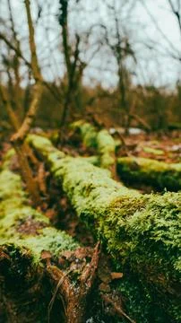 Moss-covered logs weaving through a serene forest landscape on a cool, mist.. Fotos de archivo