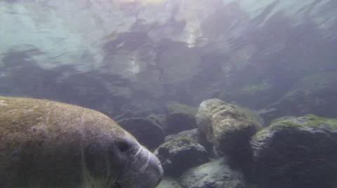 A moss covered manatee glides effortlessly above moss covered rocks Stock Footage 62786990