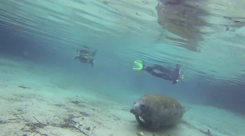 A moss covered manatee glides smoothly along a sandy bottom Stock Footage 62840646