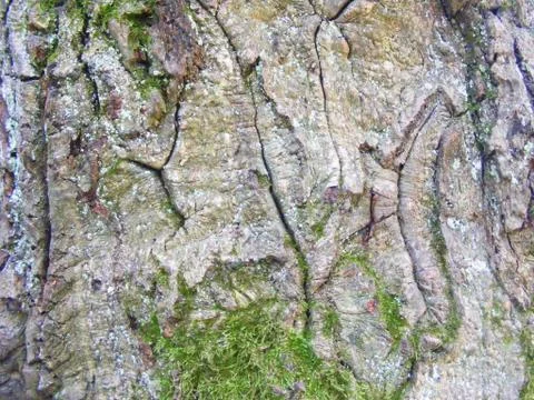 Moss covered Oak tree bark texture closeup Stock Photos