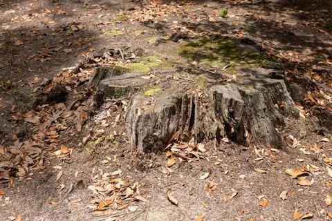 Moss-Covered Oak Tree Stump Stock Photos