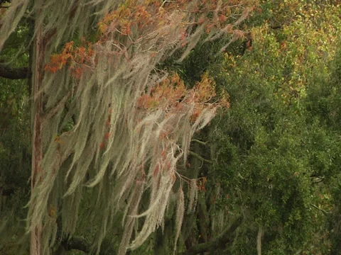 Moss covered Oak trees blowing in wind Stock Footage 28379580